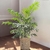 PLANTA CHAMAEDORREA - comprar online