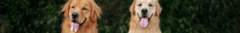 Banner da categoria Coleiras