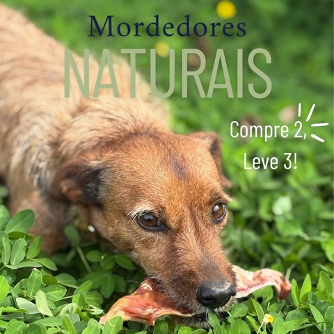 Carrossel 1