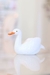 Cisne Dolomita branca
