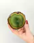 Porta Copos Ágata Verde Banho Ouro (Duas Peças) - comprar online