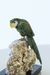 Arara de Serpentinita na Base Mica com Lepidolita e Turmalina Melancia - comprar online