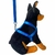 Coleira Peitoral Americano Nylon N00 + Guia - comprar online