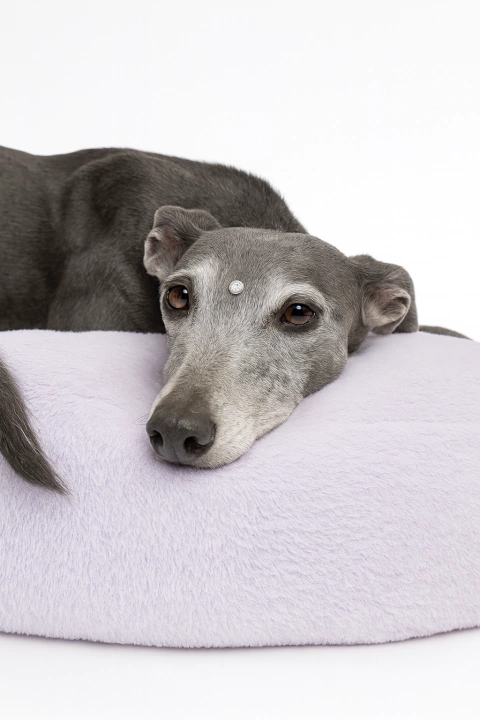 Glitter - comprar online