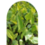Achira Variegada en 10 litros