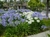 Agapanthus en 3 litros - tienda online