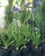 Agapanthus en 3 litros - comprar online