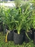 Imagen de Agapanthus en 3 litros