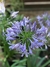 Agapanthus en 3 litros - Zotami Plantas
