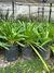 Agapanthus en 3 litros - comprar online