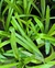 Agapanthus en 3 litros en internet
