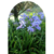 Agapanthus en 3 litros