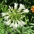 Agapanthus en 3 litros en internet