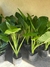 Alocasia Oreja de Elefante en 10 litros - tienda online
