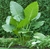 Alocasia Oreja de Elefante en 10 litros - Zotami Plantas