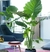 Imagen de Alocasia Oreja de Elefante en 10 litros