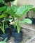 Alocasia Oreja de Elefante en 10 litros - comprar online