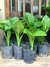 Alocasia Oreja de Elefante en 3 litros + Maceta premium n18 - comprar online