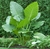 Alocasia Oreja de Elefante en 3 litros + Maceta premium n18 en internet