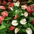 Anthurium en M14 en internet