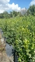 Buxus en 10 litros - tienda online