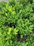 Buxus en 10 litros en internet