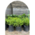 Buxus en 10 litros