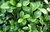 Buxus en 10 litros - Zotami Plantas