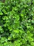 Buxus en 3 litros - Zotami Plantas