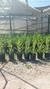 Buxus en 3 litros en internet