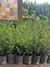 Buxus en 3 litros - comprar online