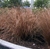 Imagen de Carex buchananii o verde en 3 litros