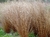 Carex buchananii o verde en 3 litros en internet