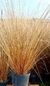 Carex buchananii o verde en 3 litros - Zotami Plantas