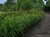 Carex buchananii o verde en 3 litros - comprar online