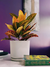 Imagen de Croton M14