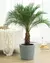 Palmera Phoenix M14 - tienda online