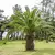 Palmera Phoenix M14 en internet