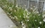 Diete grandiflora en 3 litros - Zotami Plantas