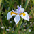 Diete grandiflora en 3 litros - comprar online