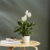 Spatiphyllium en 3 Litros + Maceta Premium N22 - Zotami Plantas