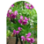 Polygala en 10 litros