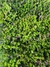 Erica en 3 litros - Zotami Plantas