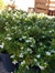 Erica en 3 litros - comprar online