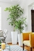 Ficus Benjamina en 3 litros + Maceta premium n18 en internet