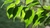 Ficus Benjamina en 3 litros + Maceta premium n18 - tienda online