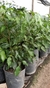 Ficus Benjamina en 3 litros + Maceta premium n18 - Zotami Plantas