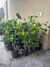 Ficus Benjamina en 3 litros + Maceta premium n18 - comprar online
