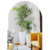 Ficus Benjamina en 3 litros