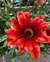 Gazanias Cajon x15 unidades M12